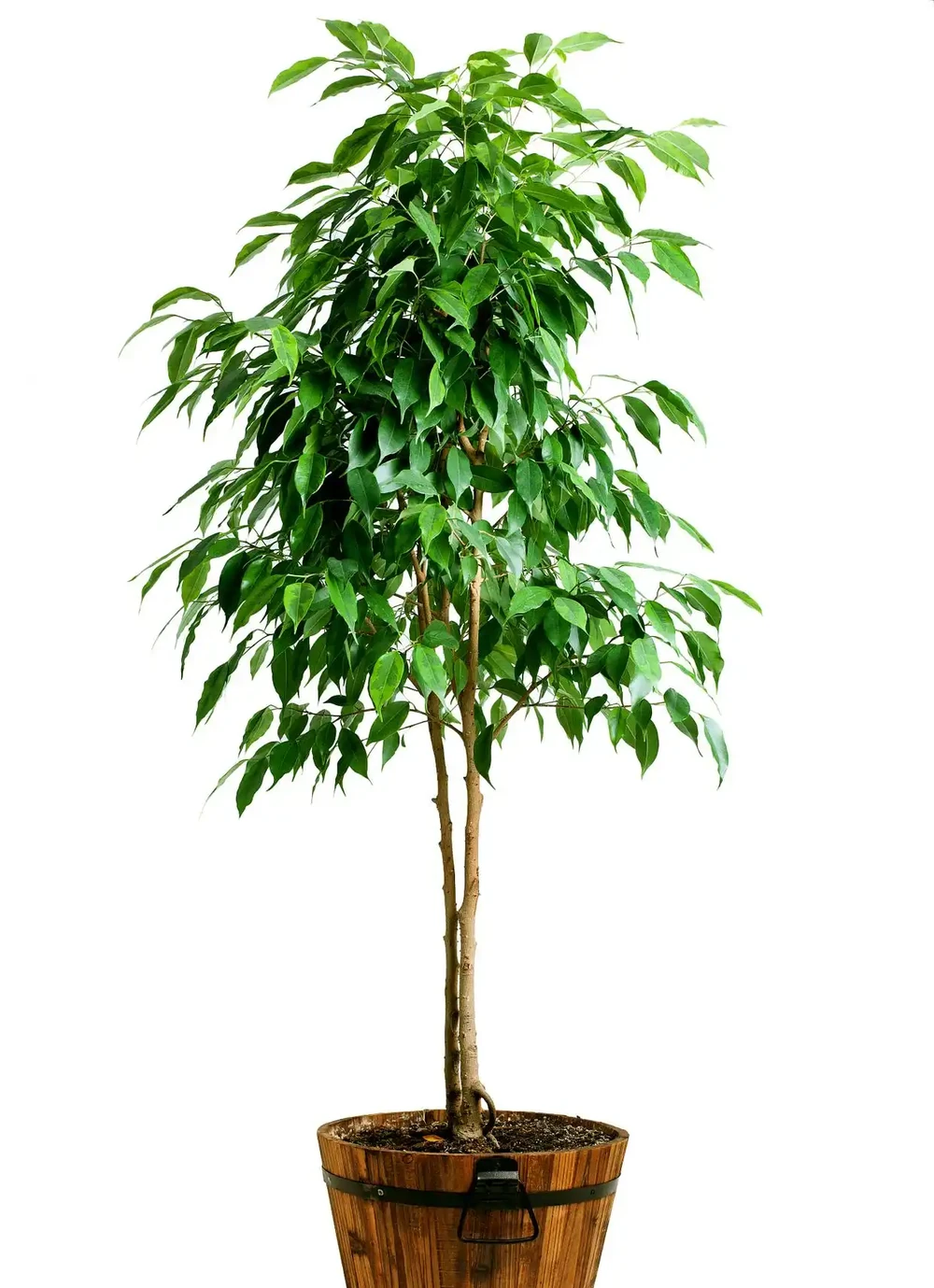 綠植急救站:幸福樹葉子掉光?別怕,手把手教你如何救活它!