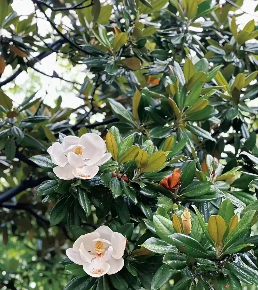 「院中種6樹,兒孫一直富」,最適合農村院子種的6種樹,你家有嗎