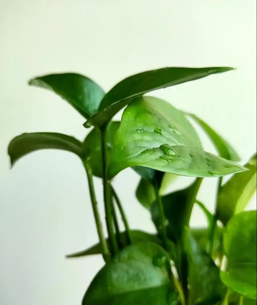 黃金葛怎麼養殖旺盛又好養
