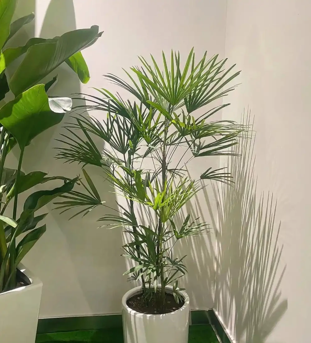 10種「製氧花」,夜間促睡眠,再窮也養一盆,越養睡得越「香」