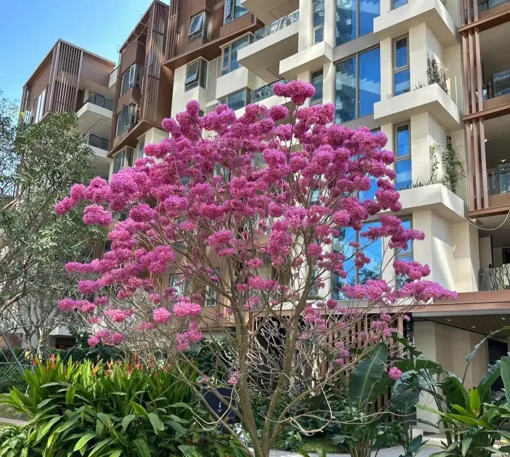 公認開花「美麗」的10種樹,一樹成景,有院子一定要種一棵