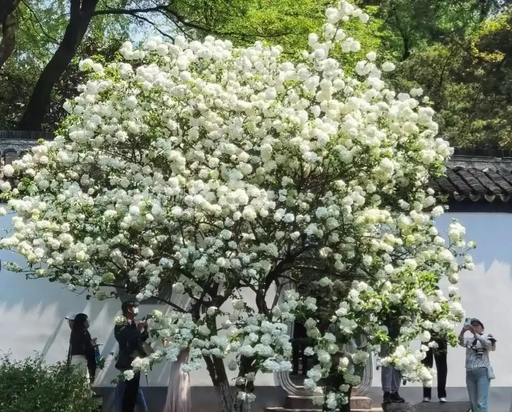公認開花「美麗」的10種樹,一樹成景,有院子一定要種一棵