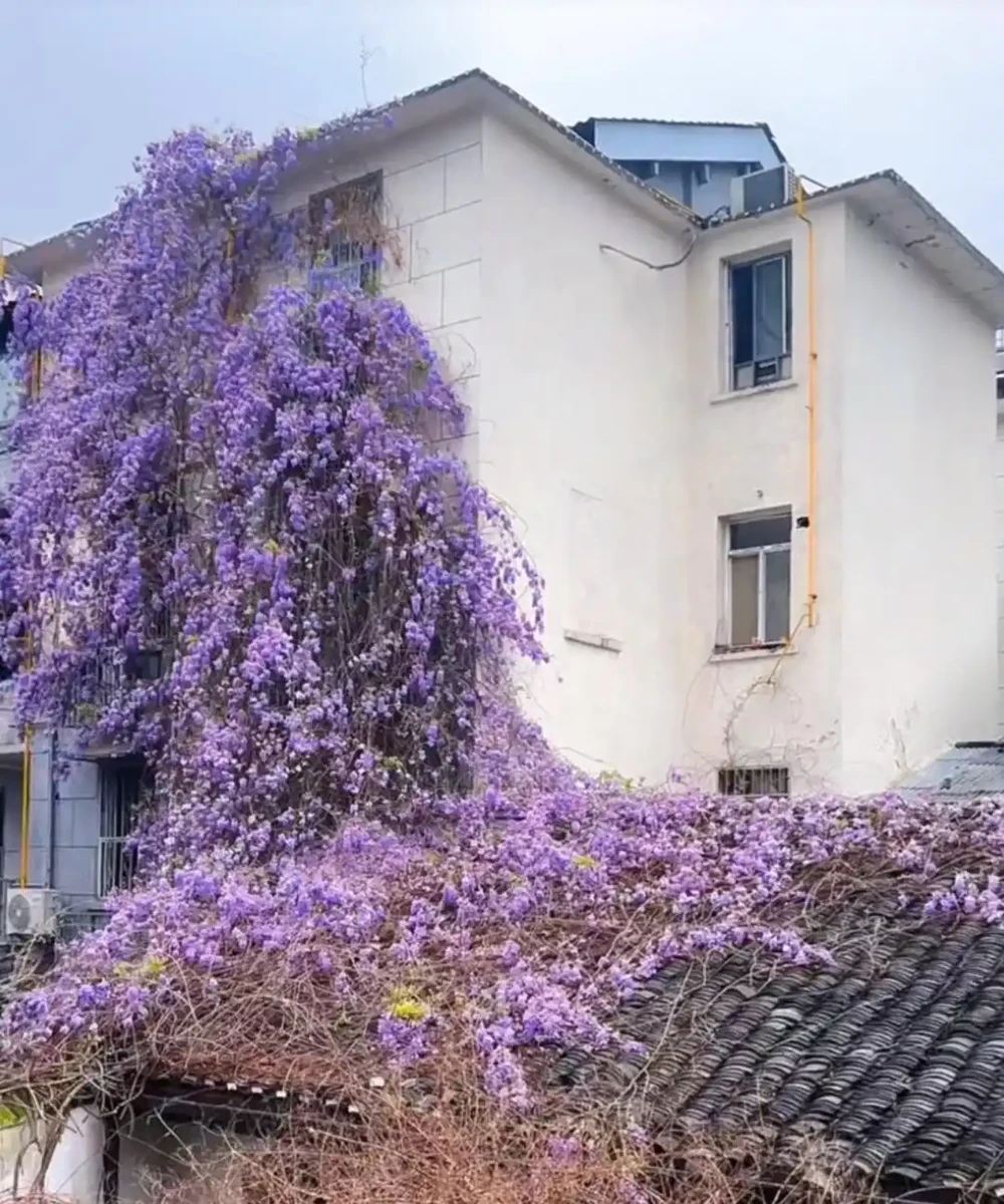 公認開花「美麗」的10種樹,一樹成景,有院子一定要種一棵