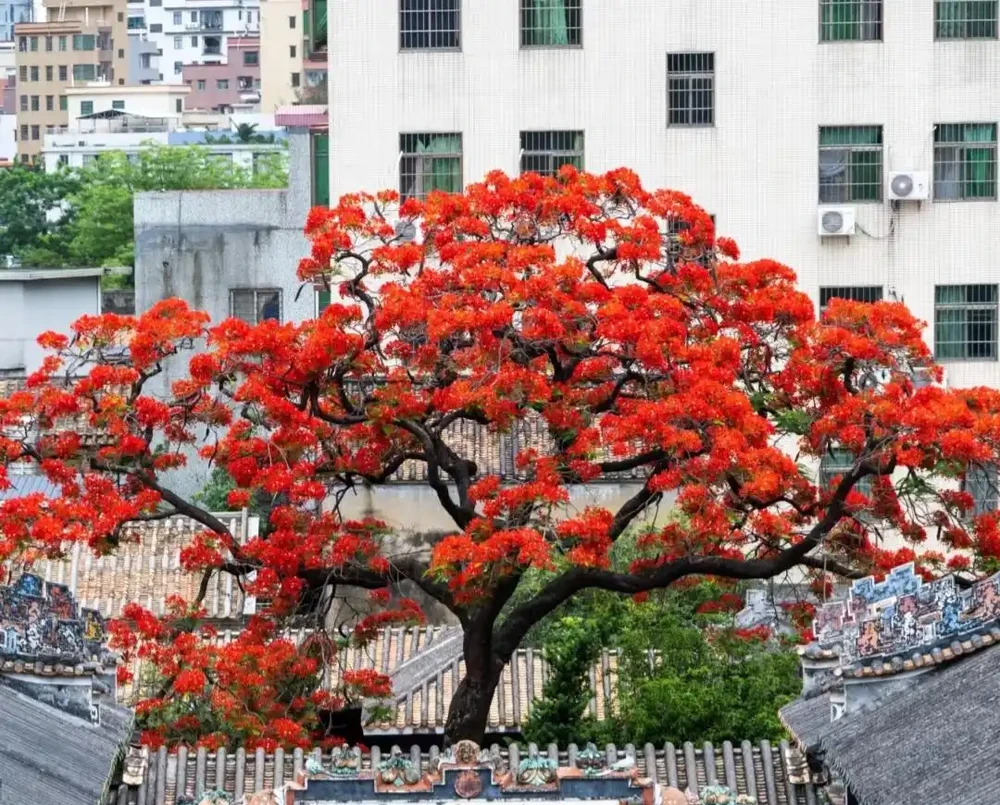 公認開花「美麗」的10種樹,一樹成景,有院子一定要種一棵