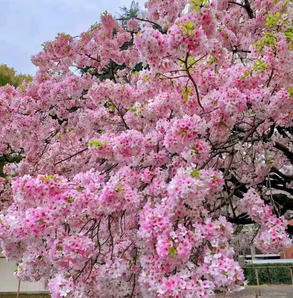 公認開花「美麗」的10種樹,一樹成景,有院子一定要種一棵
