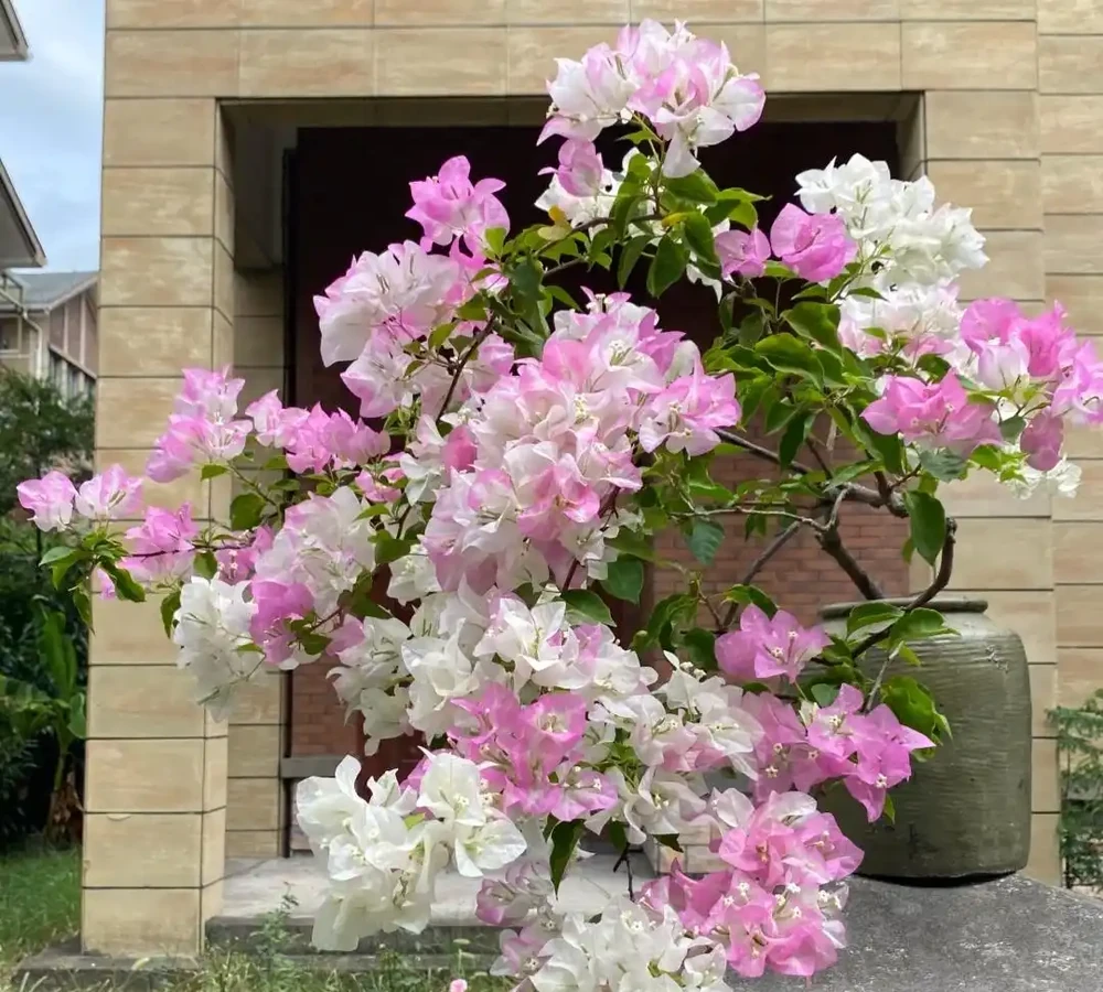 公認開花「美麗」的10種樹,一樹成景,有院子一定要種一棵