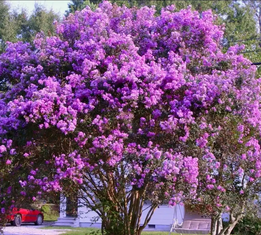 公認開花「美麗」的10種樹,一樹成景,有院子一定要種一棵
