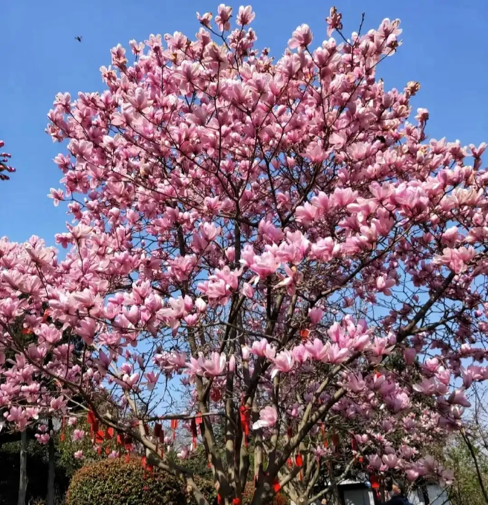 公認開花「美麗」的10種樹,一樹成景,有院子一定要種一棵