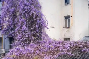 公認開花「美麗」的10種樹，一樹成景，有院子一定要種一棵