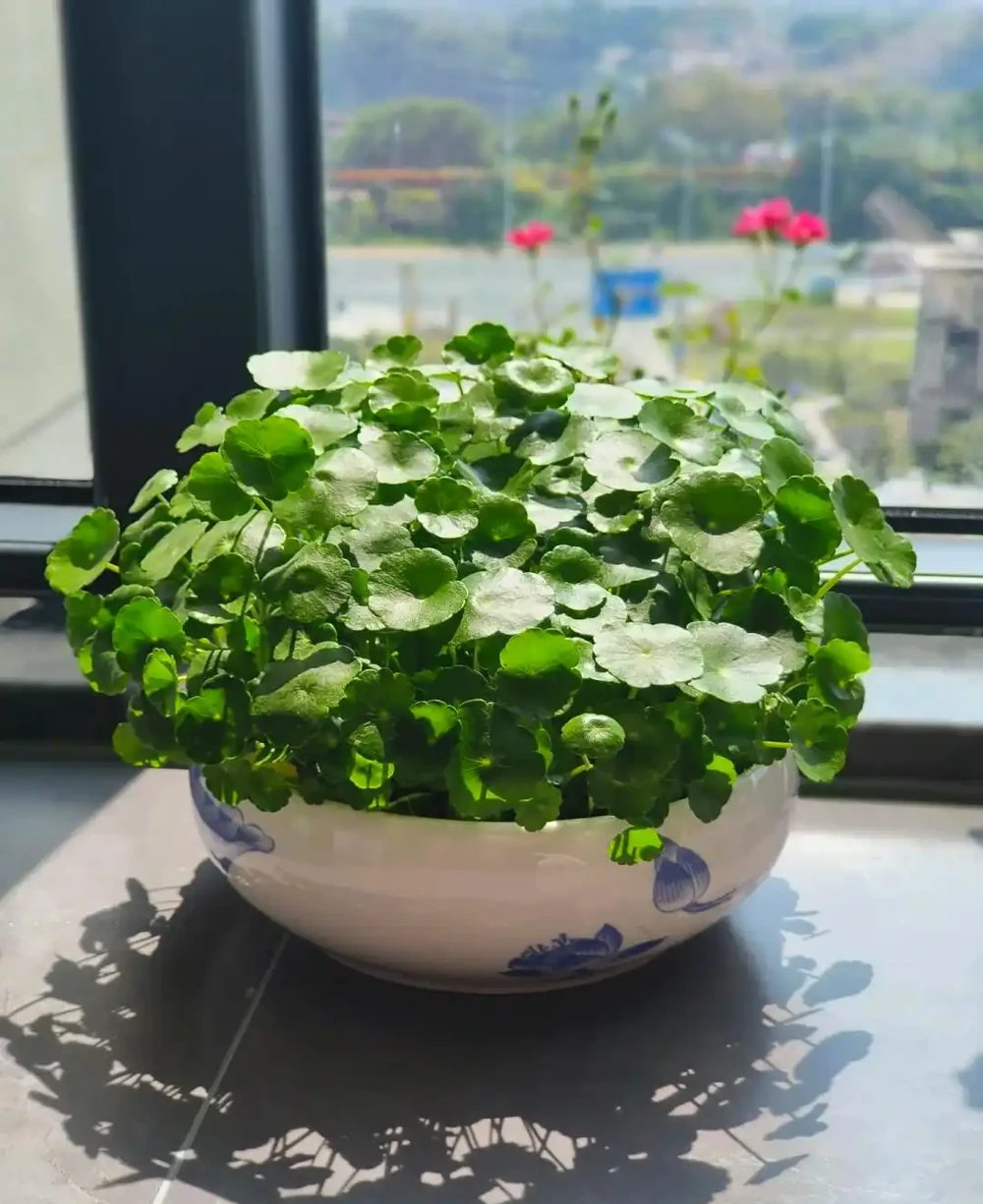 銅錢草怎麼才能「養出美感」？先選，再種，最後才是養