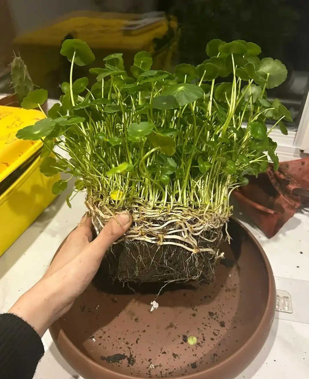銅錢草怎麼才能「養出美感」？先選，再種，最後才是養