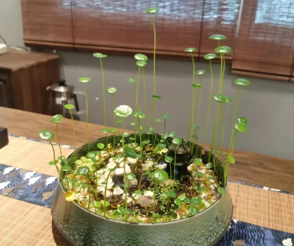 銅錢草怎麼才能「養出美感」？先選，再種，最後才是養