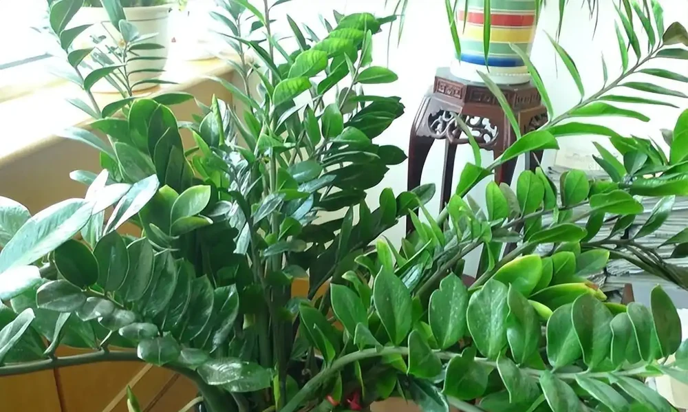 雪鐵芋的養殖方法