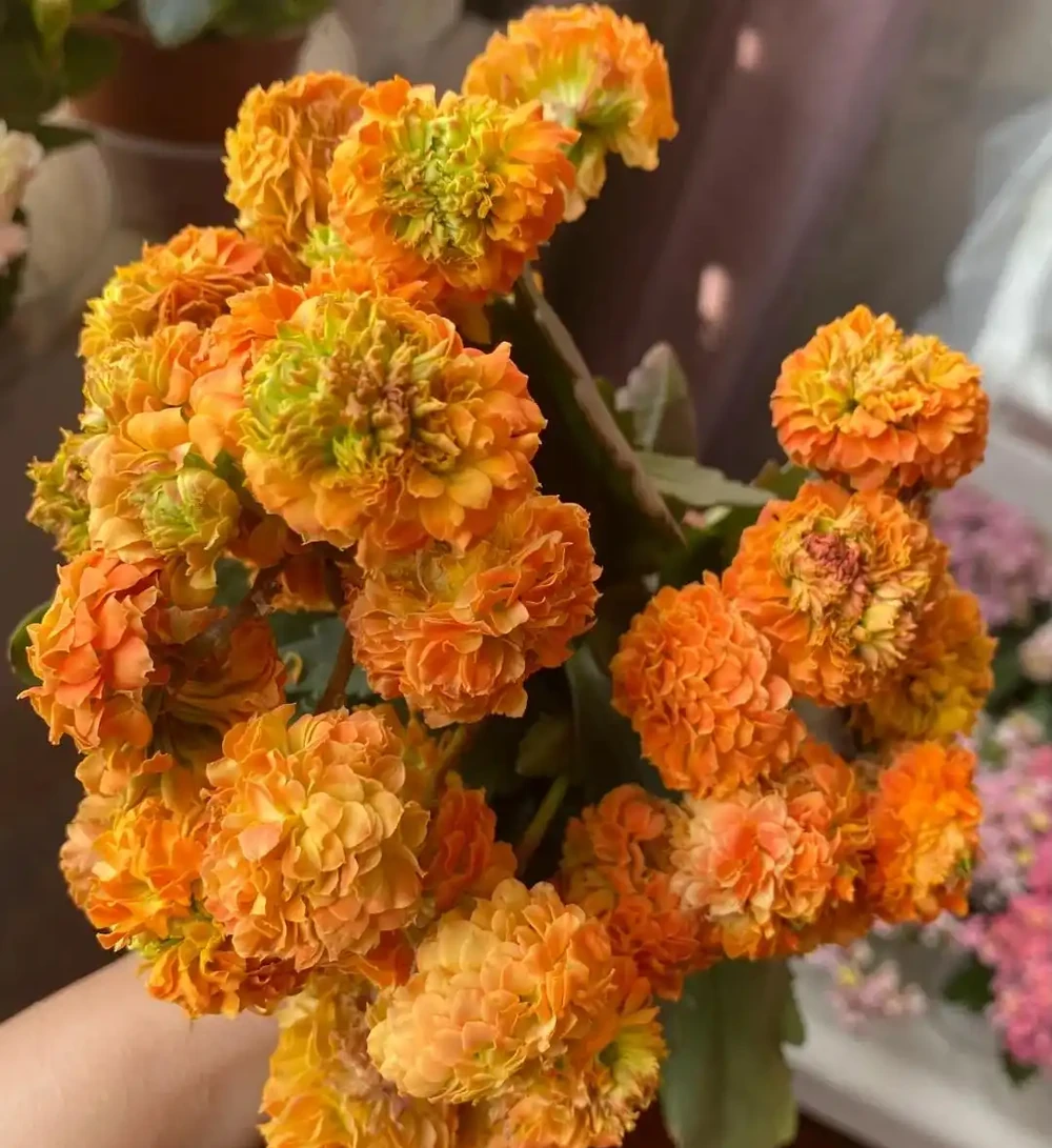 養聖誕伽藍菜第8年,總結了4個促花小竅門,分享後,網友直呼好用