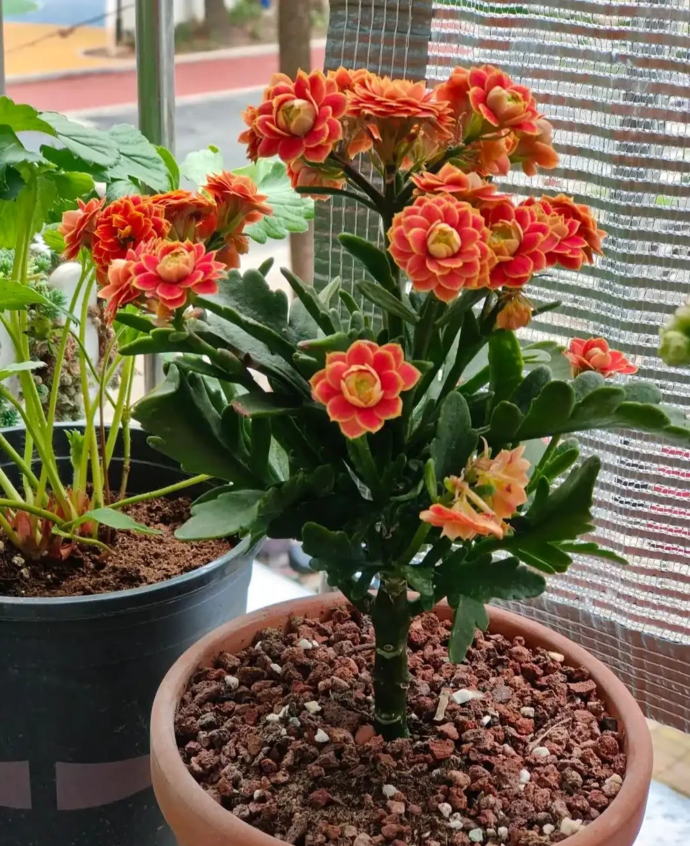 養聖誕伽藍菜第8年,總結了4個促花小竅門,分享後,網友直呼好用