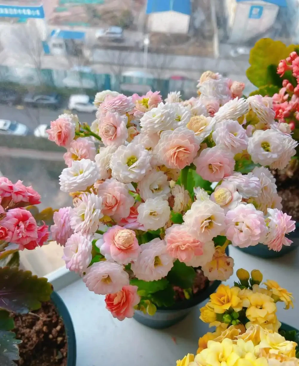 養聖誕伽藍菜第8年,總結了4個促花小竅門,分享後,網友直呼好用
