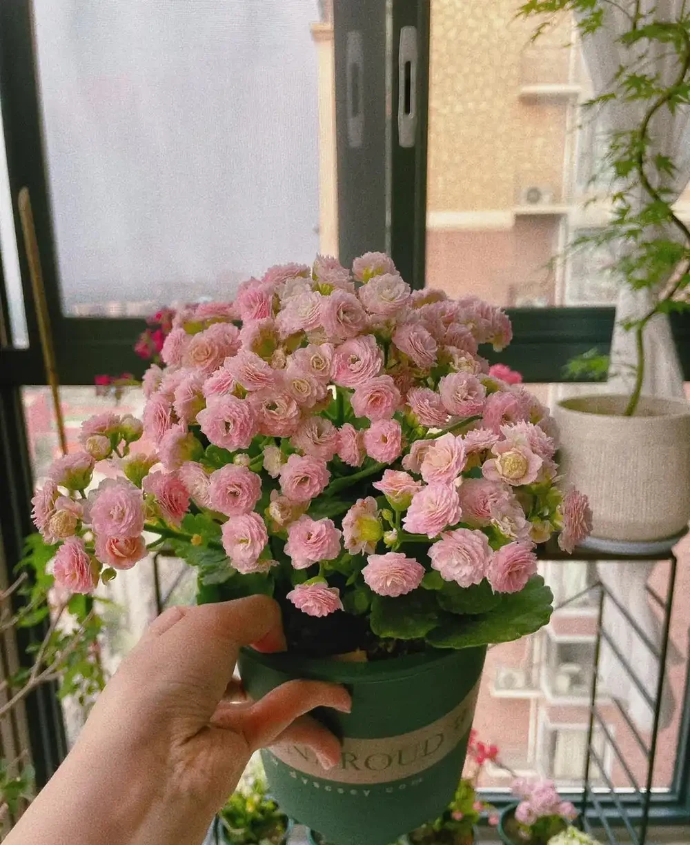 養聖誕伽藍菜第8年,總結了4個促花小竅門,分享後,網友直呼好用