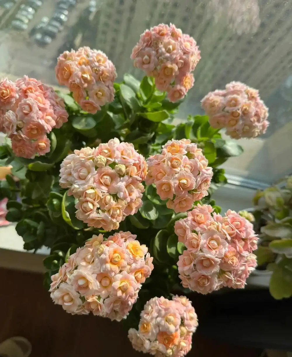 養聖誕伽藍菜第8年,總結了4個促花小竅門,分享後,網友直呼好用