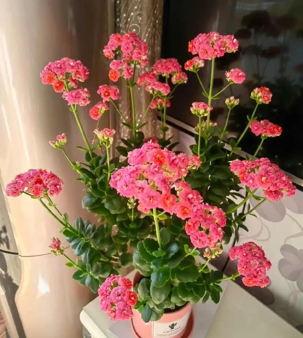 養聖誕伽藍菜第8年,總結了4個促花小竅門,分享後,網友直呼好用