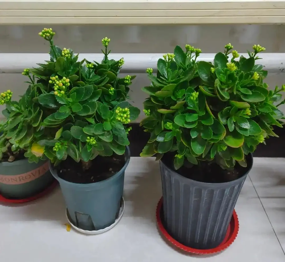 養聖誕伽藍菜第8年,總結了4個促花小竅門,分享後,網友直呼好用