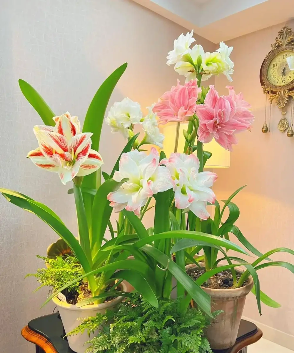 公認「室內好養」的10種花，耐半遮陽，開花期長開花美，懶人也能養活