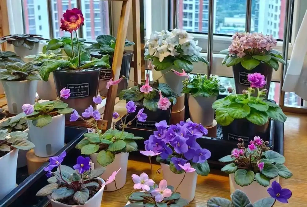 公認「室內好養」的10種花，耐半遮陽，開花期長開花美，懶人也能養活