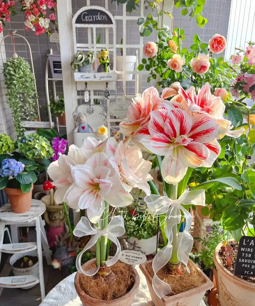 公認「室內好養」的10種花，耐半遮陽，開花期長開花美，懶人也能養活