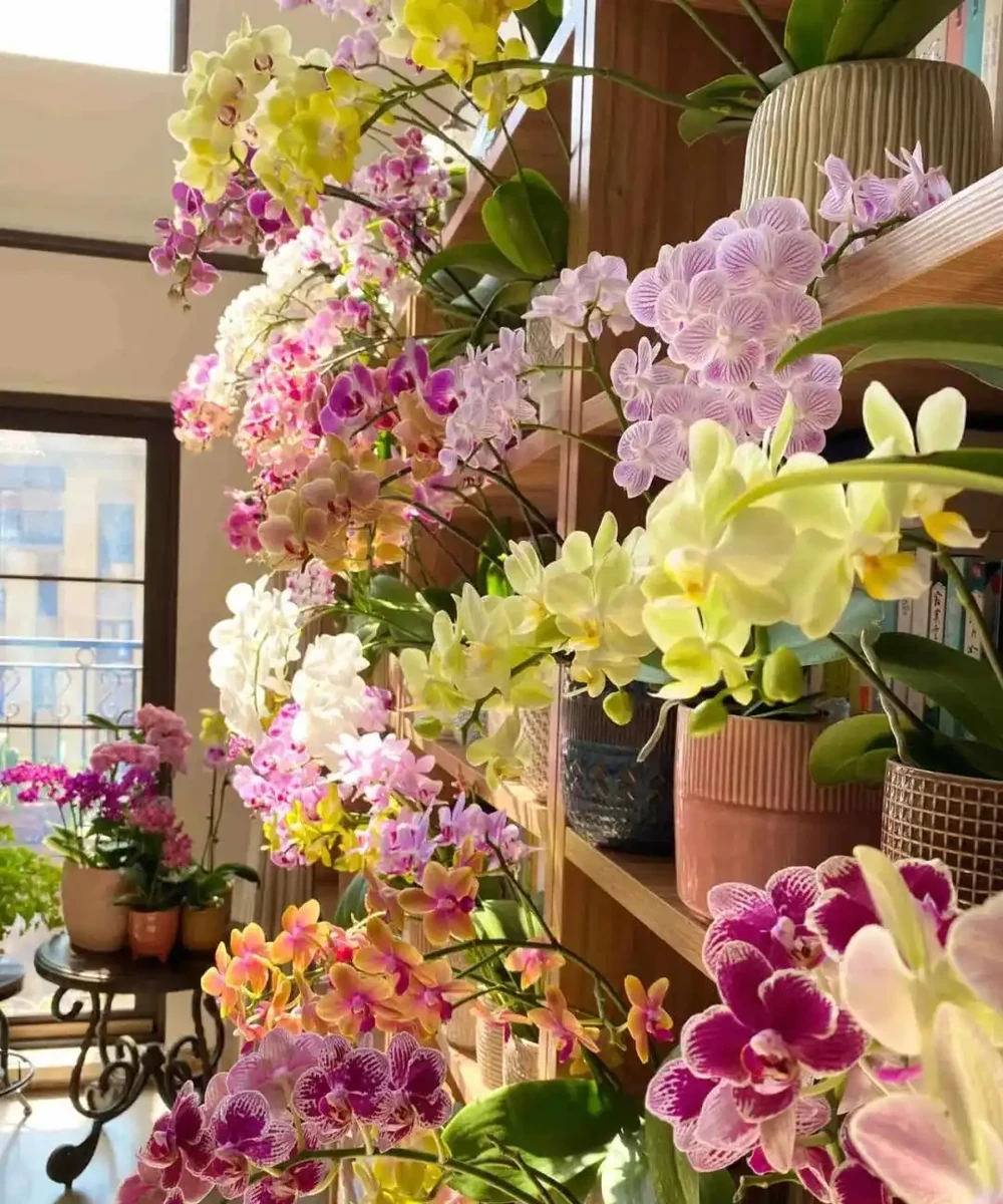 公認「室內好養」的10種花，耐半遮陽，開花期長開花美，懶人也能養活