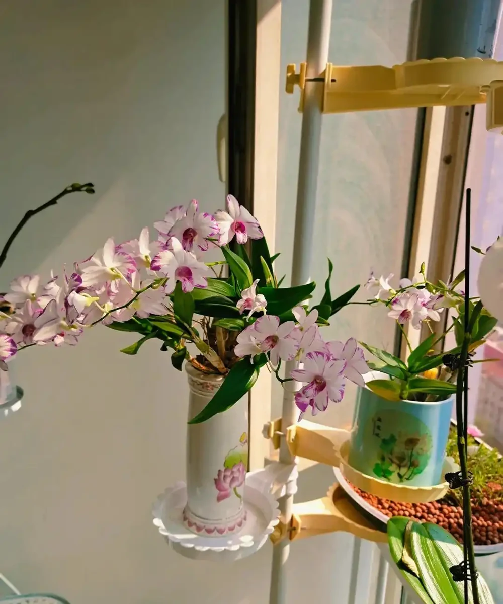 公認「室內好養」的10種花，耐半遮陽，開花期長開花美，懶人也能養活