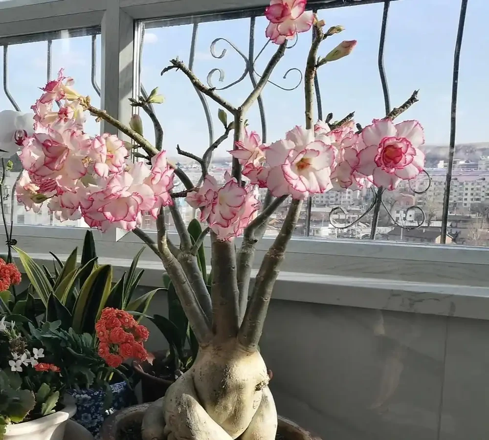 公認「室內好養」的10種花，耐半遮陽，開花期長開花美，懶人也能養活
