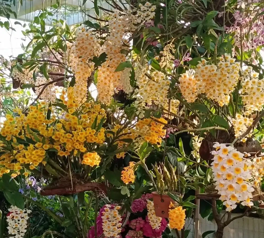 公認「室內好養」的10種花，耐半遮陽，開花期長開花美，懶人也能養活