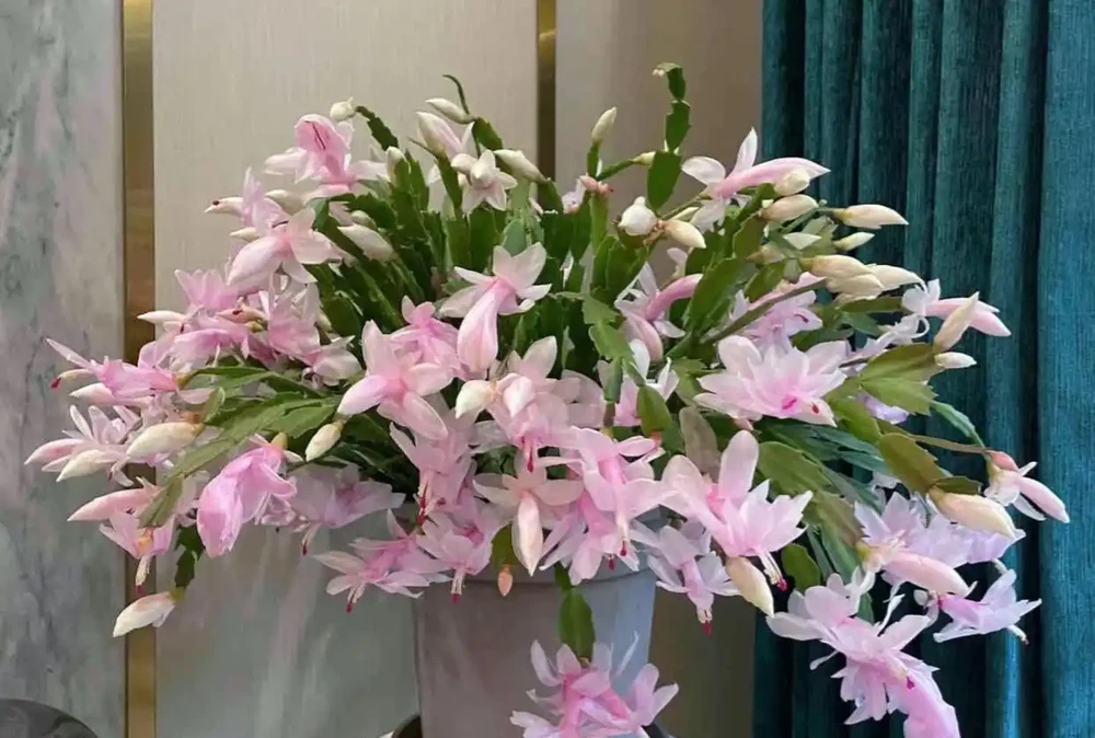 公認「室內好養」的10種花，耐半遮陽，開花期長開花美，懶人也能養活