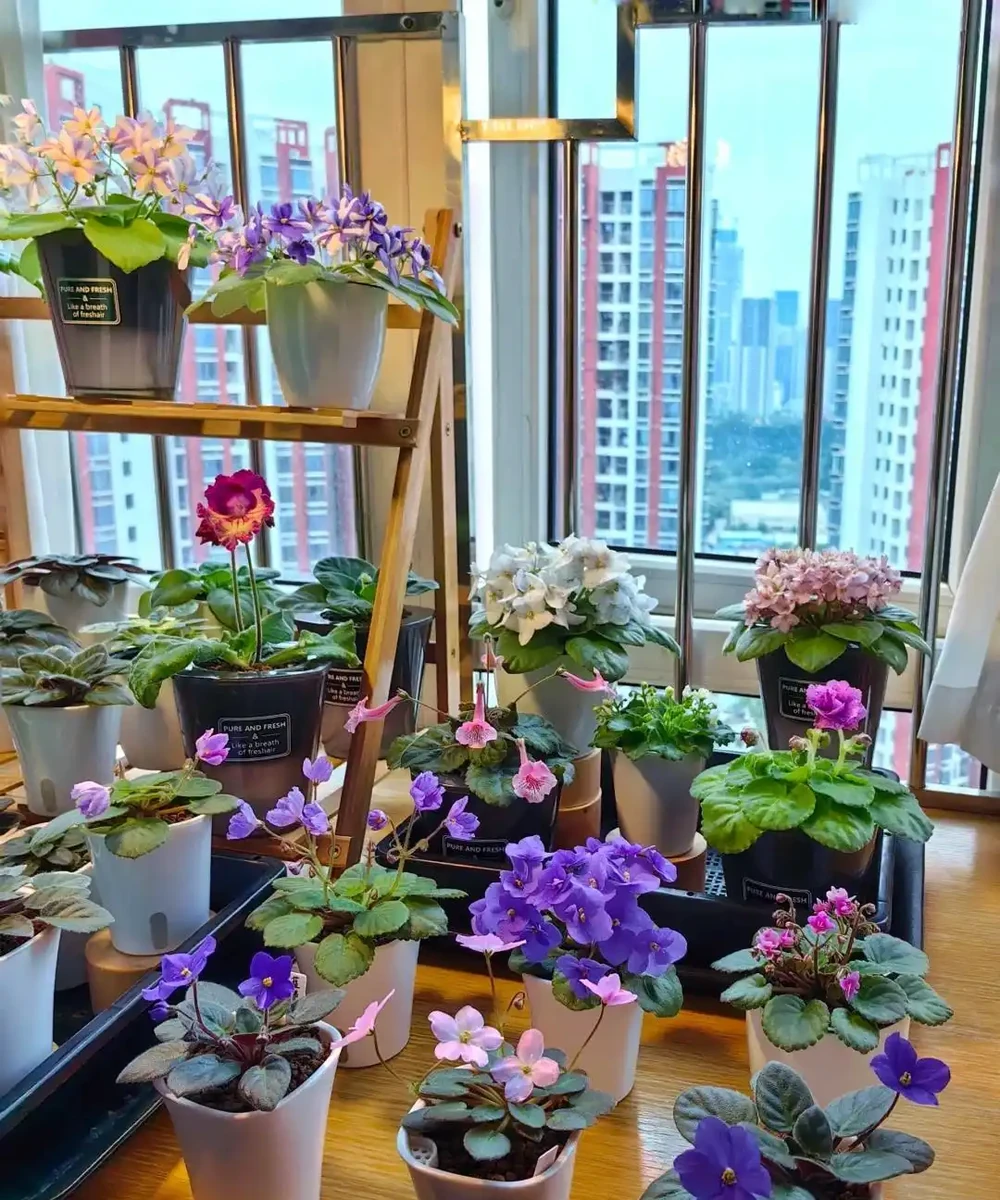 公認「室內好養」的10種花，耐半遮陽，開花期長開花美，懶人也能養活