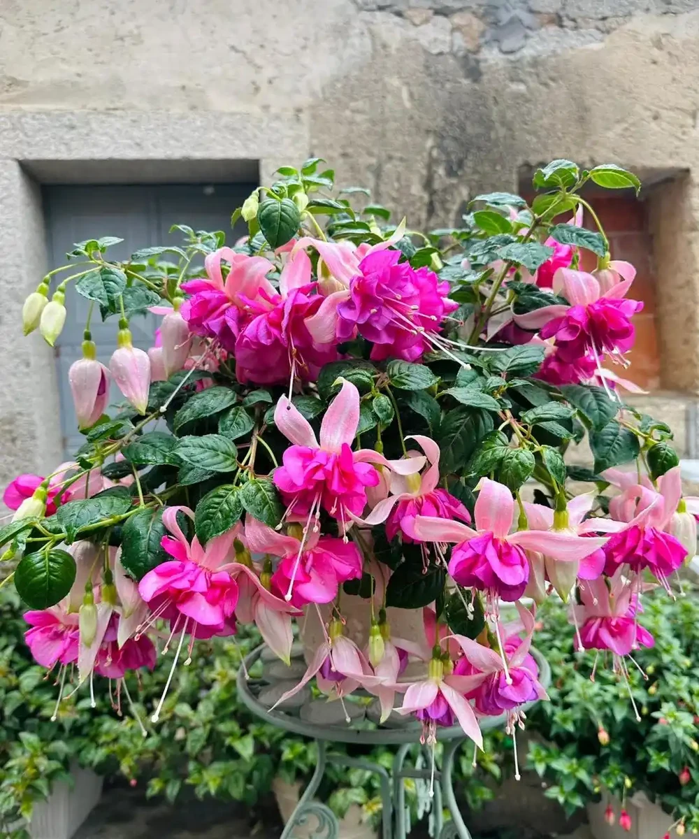 公認「室內好養」的10種花，耐半遮陽，開花期長開花美，懶人也能養活