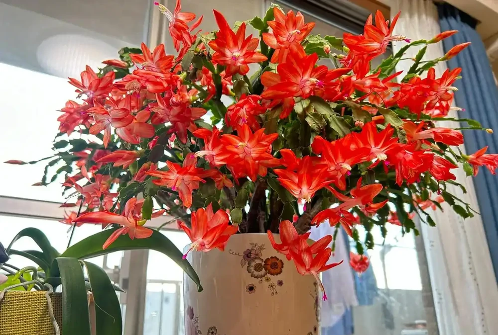公認「室內好養」的10種花，耐半遮陽，開花期長開花美，懶人也能養活