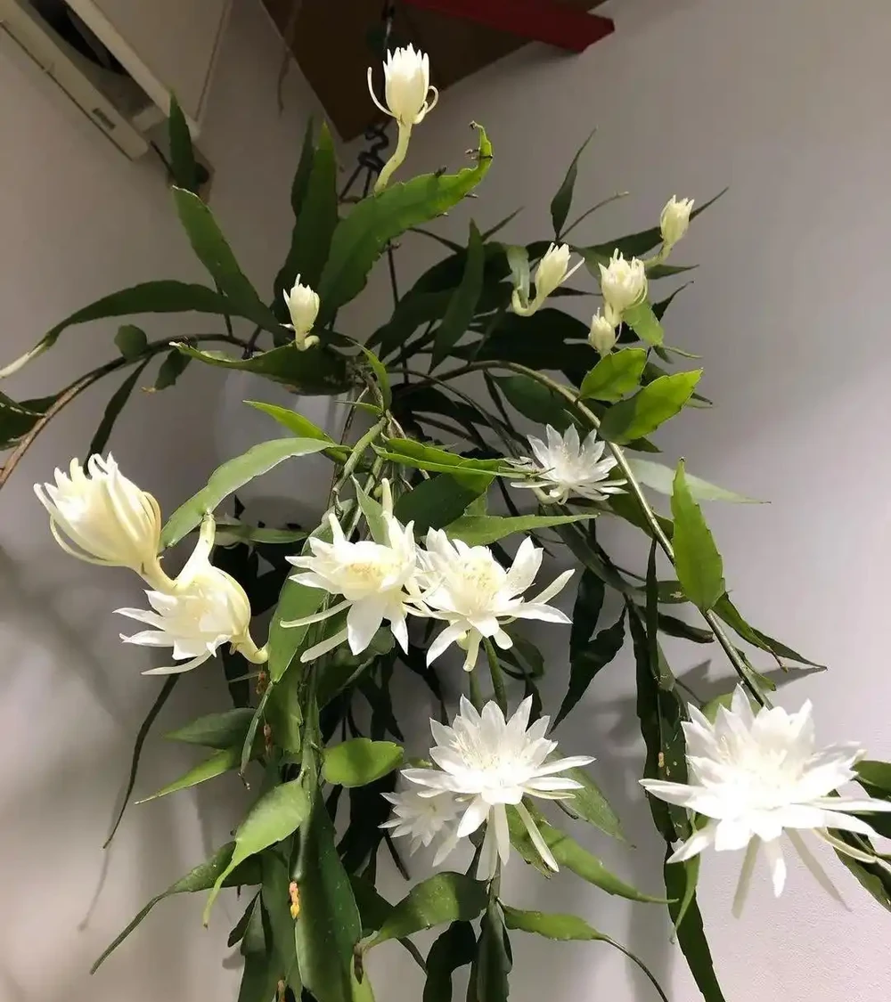 公認「室內好養」的10種花，耐半遮陽，開花期長開花美，懶人也能養活