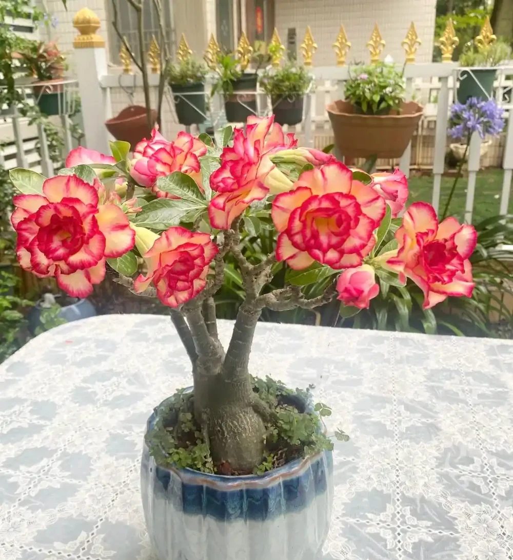 公認「室內好養」的10種花，耐半遮陽，開花期長開花美，懶人也能養活