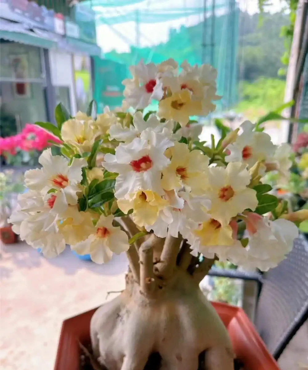 公認「室內好養」的10種花，耐半遮陽，開花期長開花美，懶人也能養活