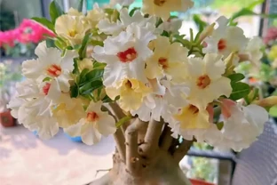公認「室內好養」的10種花，耐半遮陽，開花期長開花美，懶人也能養活