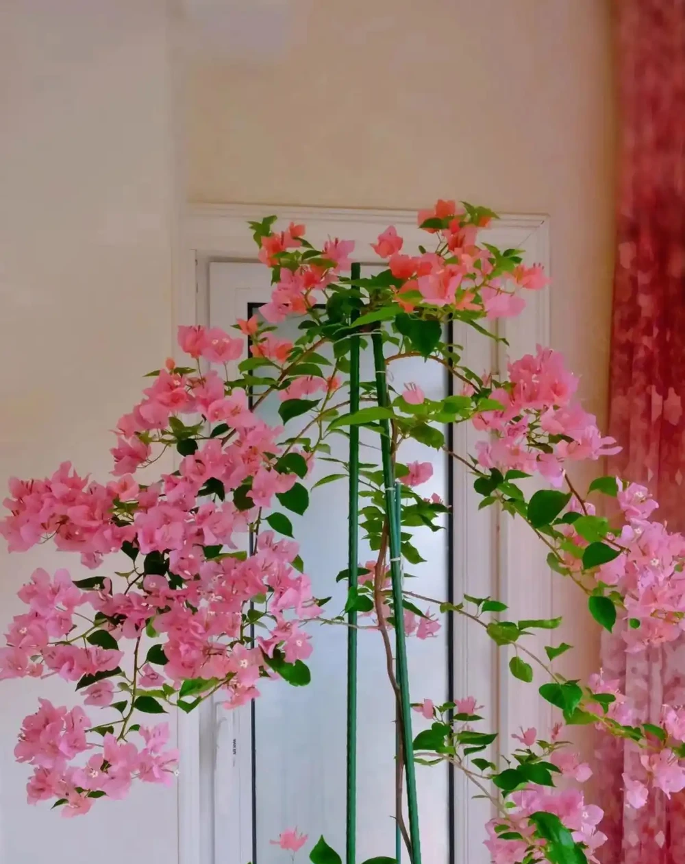 6種「命硬」的花,夏天不怕熱,冬天不怕冷,扔陽臺不管都開花