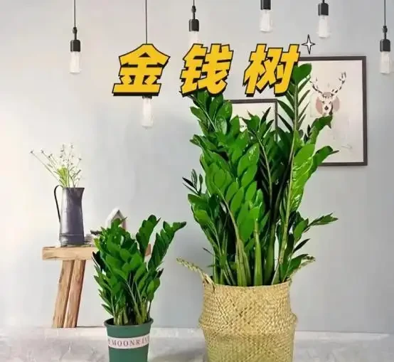 11月後，抓緊給3種花「剃光頭」，剃的越狠，來年長勢越旺！