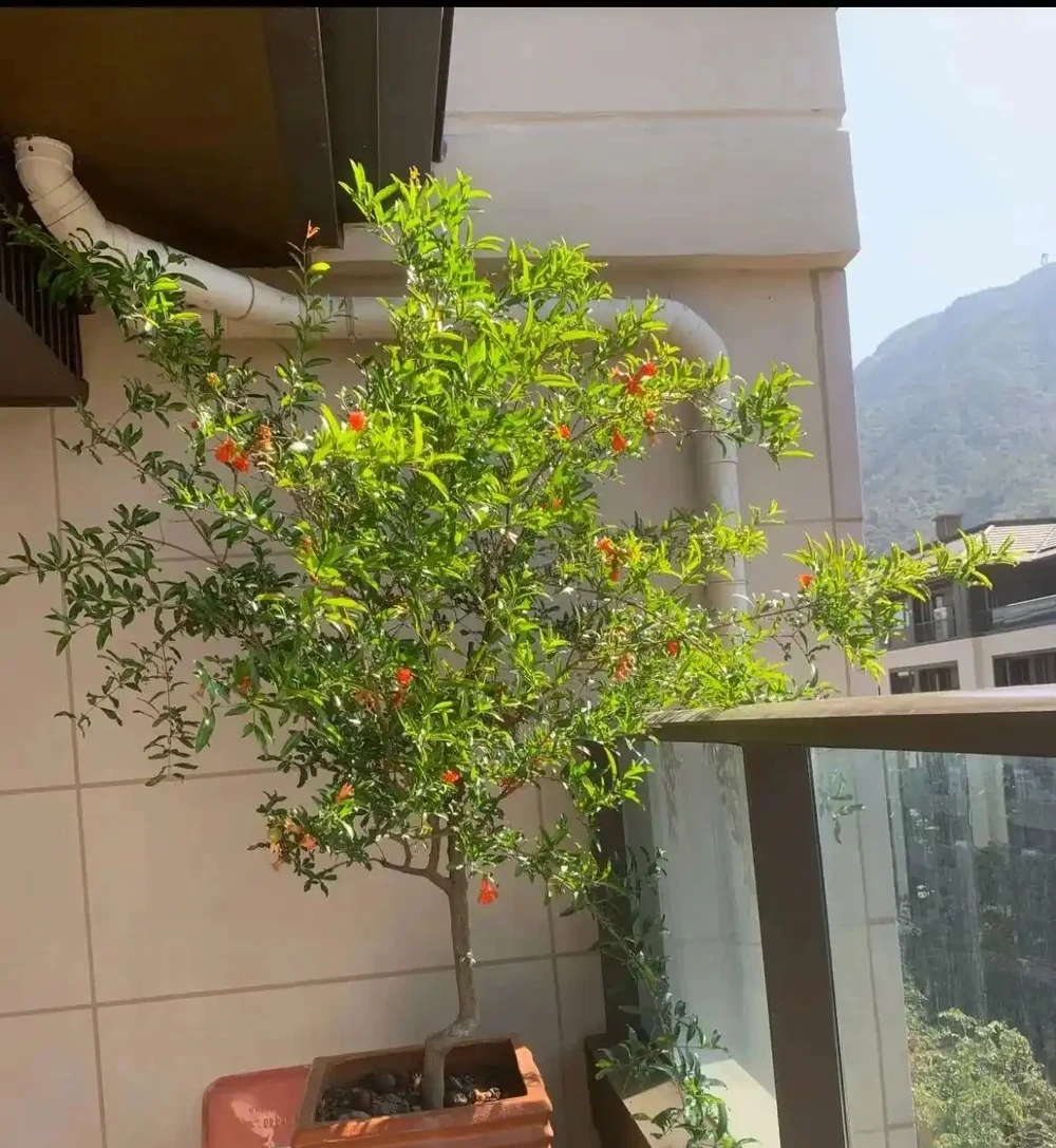 6種「命硬」的花,夏天不怕熱,冬天不怕冷,扔陽臺不管都開花