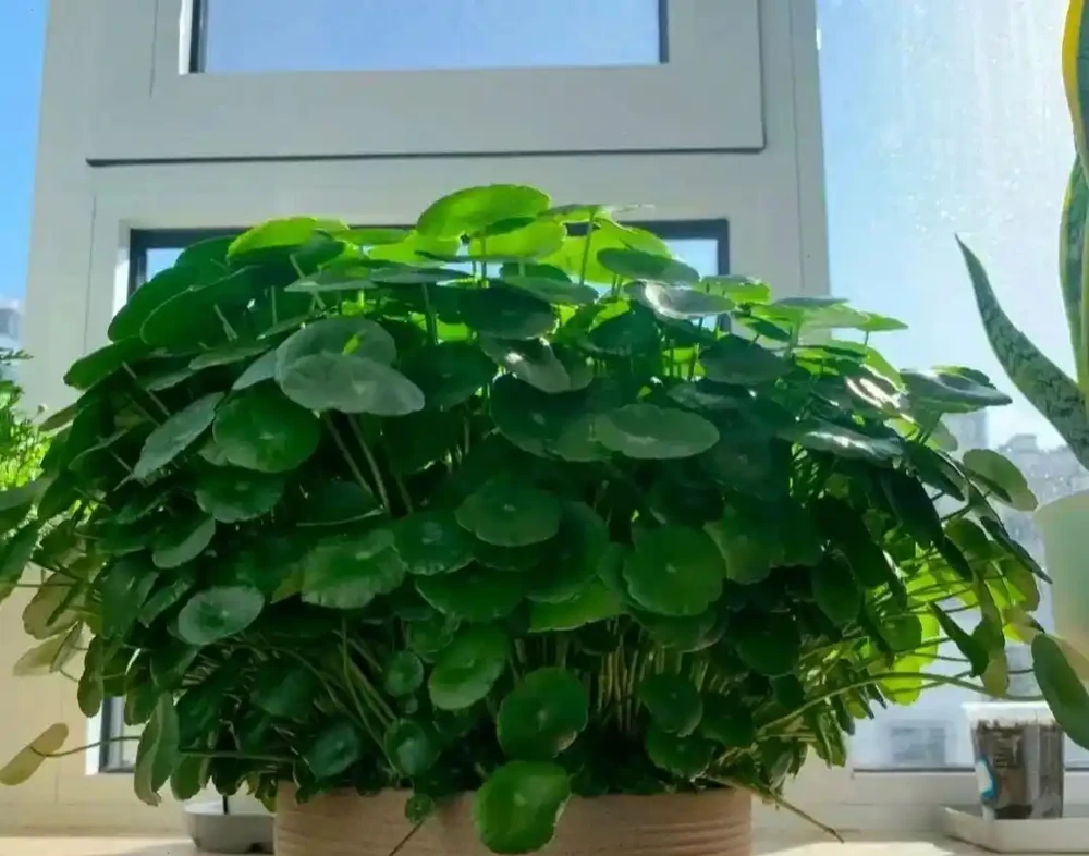 6種「命硬」的花,夏天不怕熱,冬天不怕冷,扔陽臺不管都開花