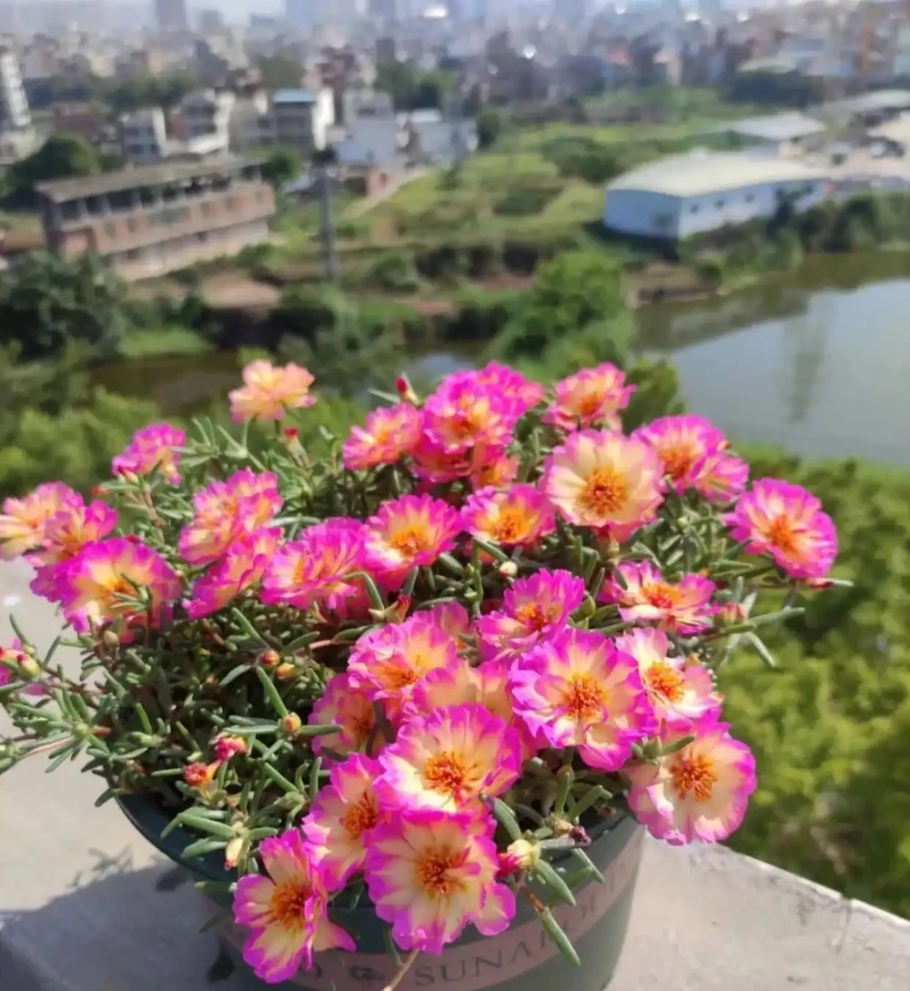 6種「命硬」的花,夏天不怕熱,冬天不怕冷,扔陽臺不管都開花
