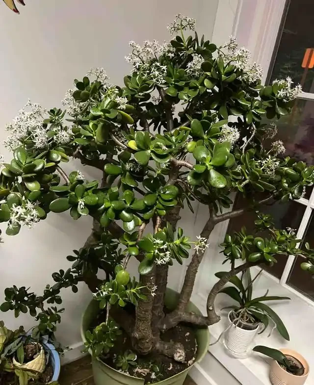 11月後，抓緊給3種花「剃光頭」，剃的越狠，來年長勢越旺！