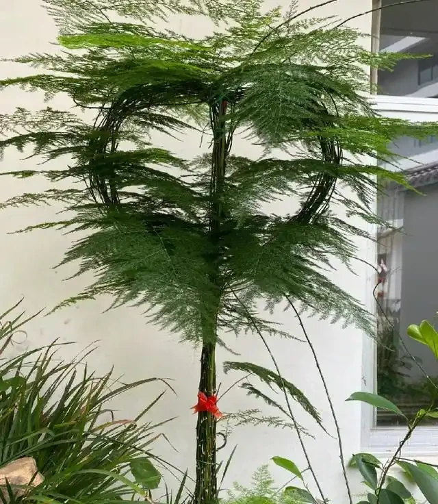 11月後，抓緊給3種花「剃光頭」，剃的越狠，來年長勢越旺！