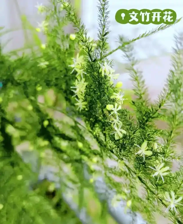 11月後，抓緊給3種花「剃光頭」，剃的越狠，來年長勢越旺！
