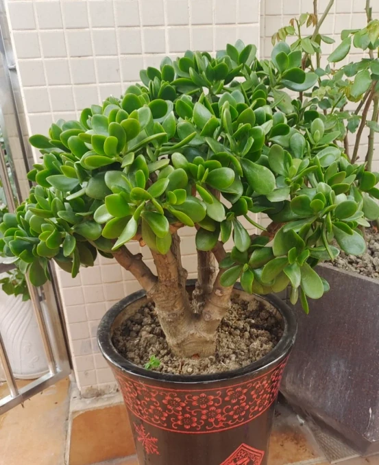 11月後，抓緊給3種花「剃光頭」，剃的越狠，來年長勢越旺！