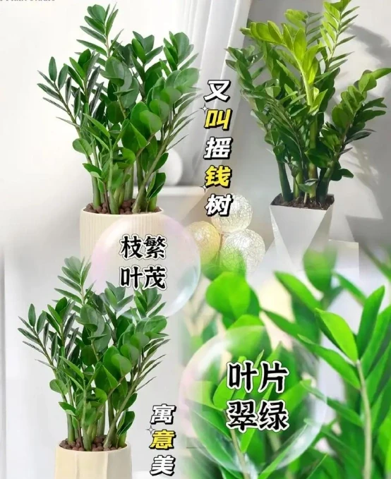 11月後，抓緊給3種花「剃光頭」，剃的越狠，來年長勢越旺！