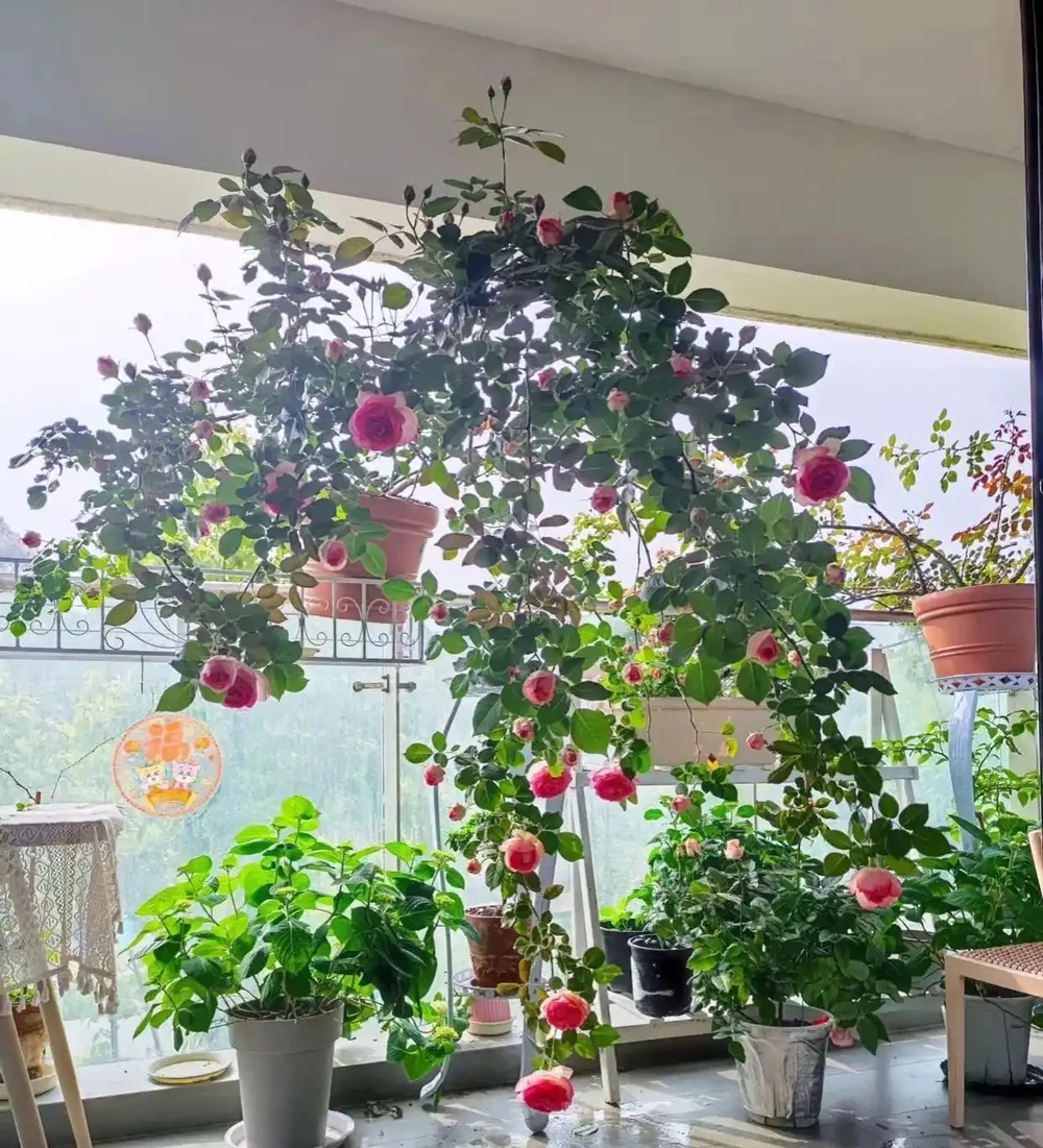 6種「命硬」的花,夏天不怕熱,冬天不怕冷,扔陽臺不管都開花
